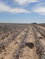 Algodão brasileiro é testado em lavouras cultivadas nos Estados Unidos
