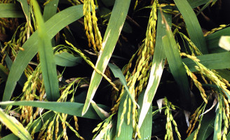 A doença do arroz ainda não chegou ao Brasil mas o país já tem sementes resistentes