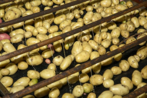 batata ingelesa lavando