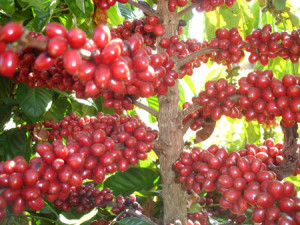 café - conilon