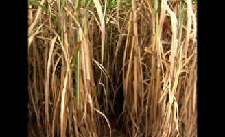 E no nordeste a seca faz cair a previsão para a próxima safra de cana