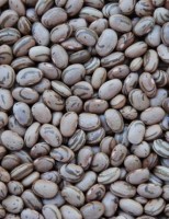 Novas sementes são lançadas pela Embrapa para uso do agricultor