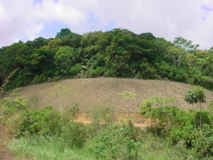 floresta