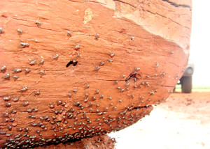 mosca do estábulo 3