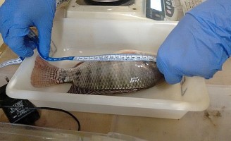 Técnicas para controlar a sanidade dos peixes em tanques e viveiros