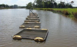 A melhor maneira de criar peixe em tanques-rede