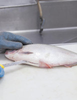Fiscais agropecuários dão início a operação semana santa para evitar fraude no pescado
