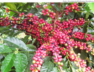 plantação de café