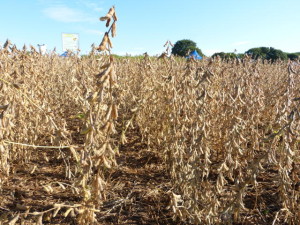 soja plantio convencional