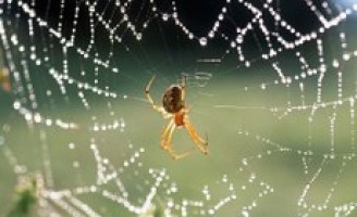 Mistura de veneno de aranha com proteína de vírus pode ser solução contra mosca branca