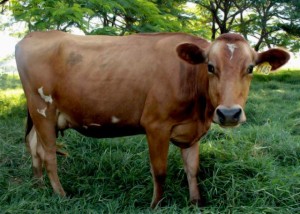 vaca jersolanda 2