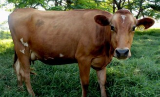 Vaca jersolanda pode ajudar a reduzir emissões de gases do efeito estufada