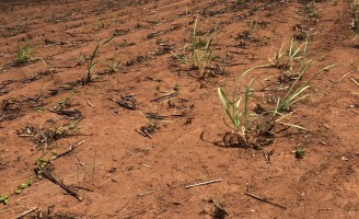 A seca em Pernambuco e no nordeste transforma canaviais em desertos
