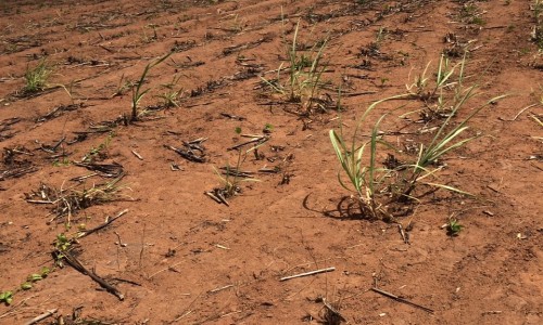 A seca em Pernambuco e no nordeste transforma canaviais em desertos