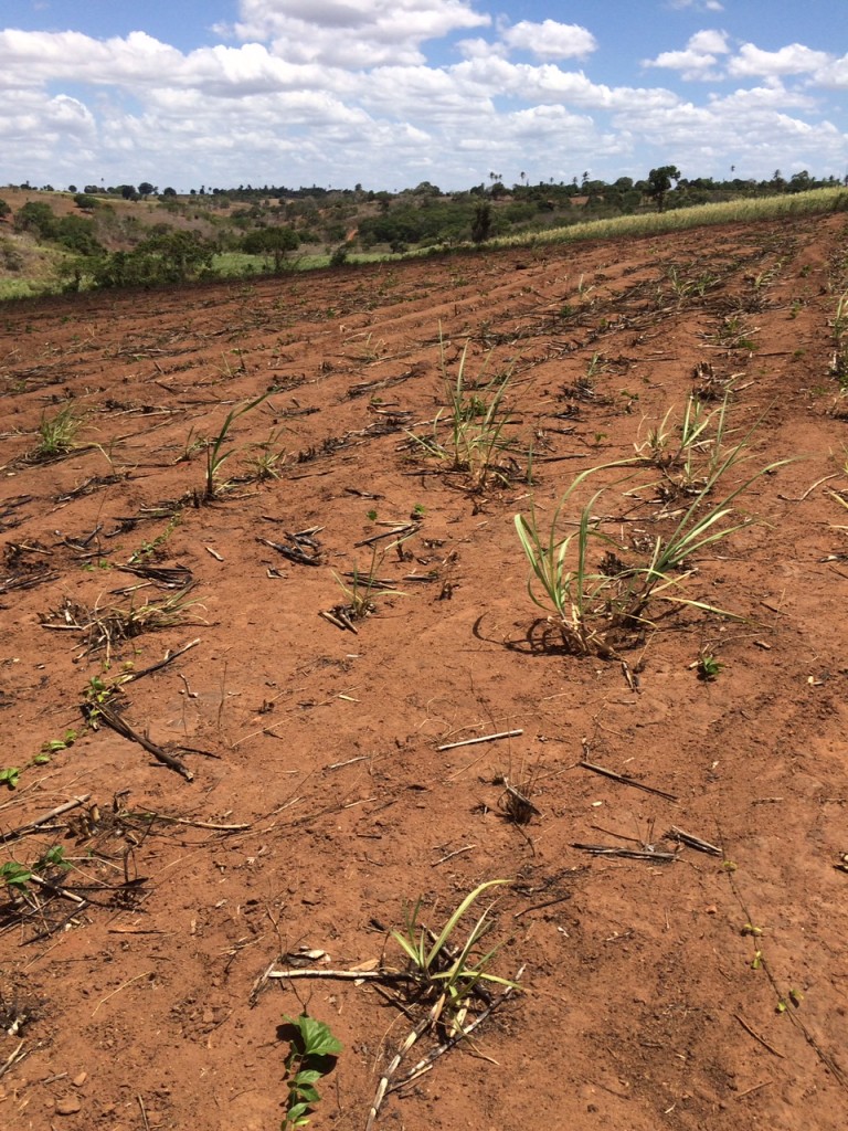 A seca em Pernambuco e no nordeste transforma canaviais em desertos