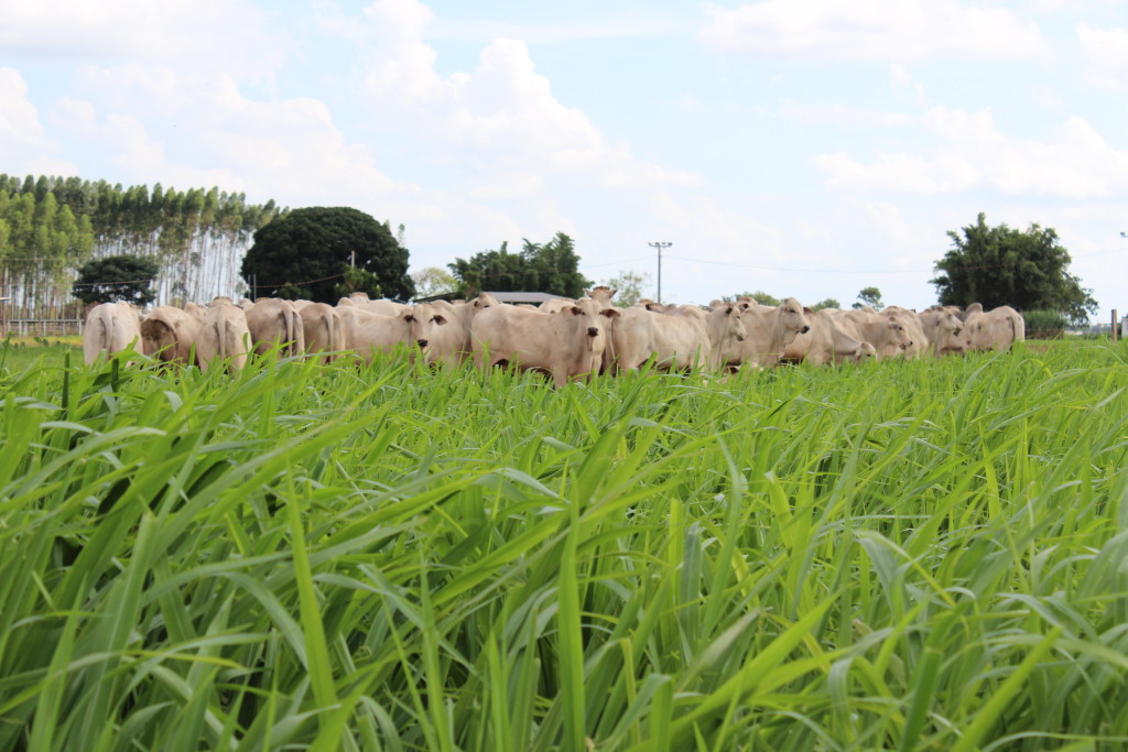 Uma nova semente de capim com alta produtividade será lançada esta semana