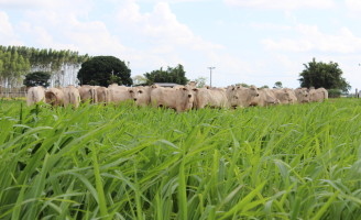 Uma nova semente de capim com alta produtividade será lançada esta semana