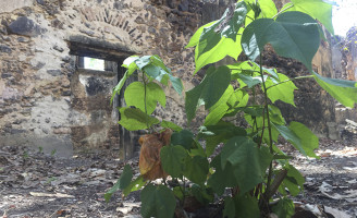 Algodão silvestre nativo do Brasil pode ser encontrado no nordeste