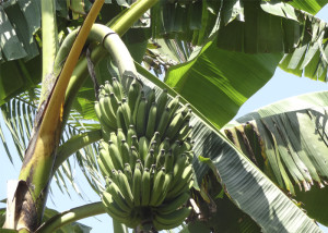 banana - nova cultivar