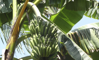 Nova cultivar de banana chega ao mercado mais resistente à Sigatoka-negra