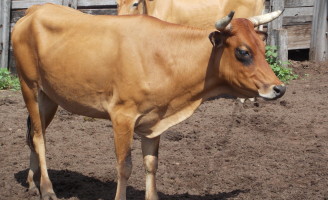 A raça bovina mais antiga do criatório brasileiro