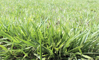 Uma nova semente de capim braquiária resistente às pragas