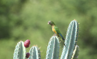 Os cactos da caatinga nordestina podem ser usados como alimento