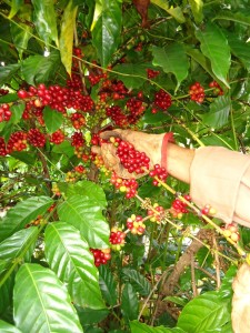 café - apanha