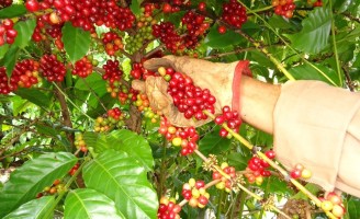 Recomendações para uma eficiente colheita de café