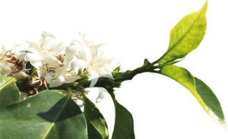 Como as mudanças climáticas interferem na produtividade do cafeeiro arábica