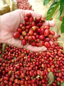 café grãos in natura