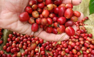 Como impulsionar a produção e a qualidade do café
