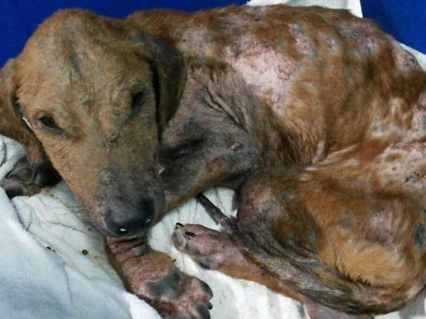 Os cuidados com as doenças de pele em animais