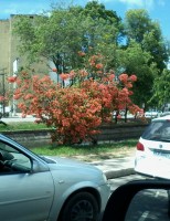 Uma árvore só de flores