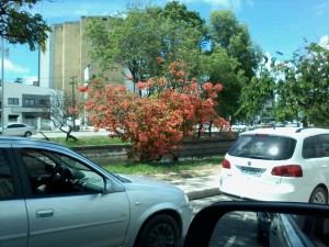flores do Recife 1