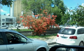 Uma árvore só de flores