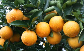 Pomares de laranjas precisam de cobre para frutos mais bonitos