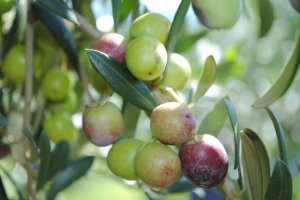 oliveira