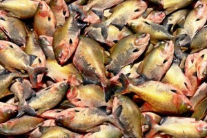 peixe
