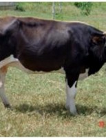 Falhas de manejo antes do parto provocam aumento no descarte de vacas leiteiras