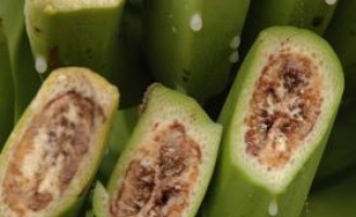 O risco das pragas quarentenárias na agricultura brasileira