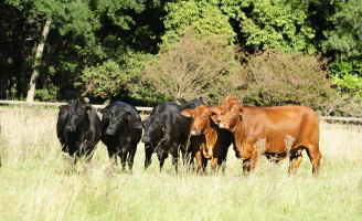 Uma seleção de bovinos da raça brangus de temperamento calmo