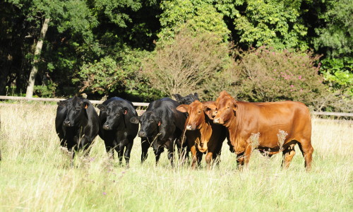 Uma seleção de bovinos da raça brangus de temperamento calmo