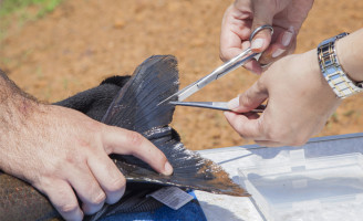 Cientistas sequenciam genoma de peixes brasileiros