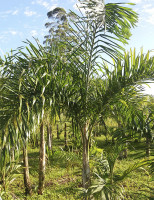 A pupunha é boa opção de cultivo para áreas litorâneas com pouca aptidão agrícola