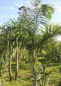 pupunha arvore