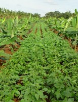 Novo sistema de manejo na irrigação ajuda a aproveitar melhor os espaços agrícolas