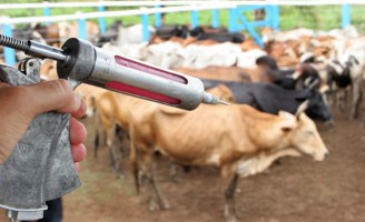 Vacinação contra febre aftosa já começou em 22 estados brasileiros