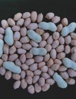 O agricultor já pode contar com uma nova semente de amendoim para cultivo