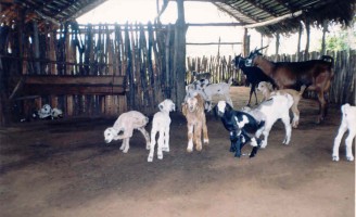 Apriscos bem planejados evitam doenças e ataques de animais ao rebanho de caprinos e ovinos